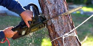 Best Tree Health Inspection  in Yuc Valley, CA