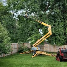 Reliable Yucca Valley, CA  Tree Services Solutions