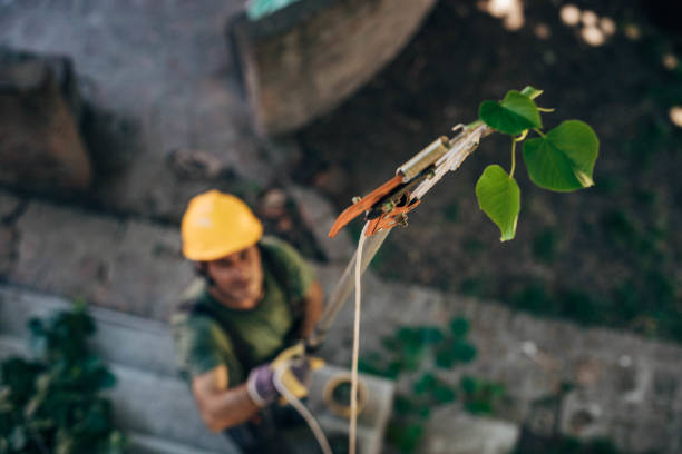 Best Hazardous Tree Removal  in Yuc Valley, CA