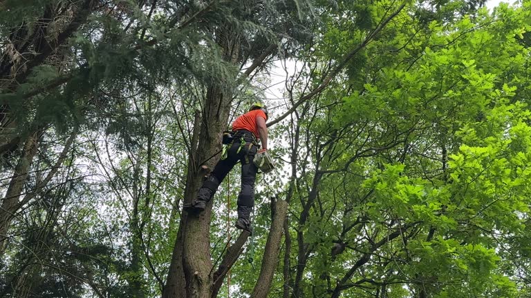 Best Tree Maintenance Programs  in Yuc Valley, CA