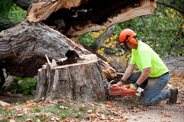 Best Seasonal Cleanup  in Yuc Valley, CA