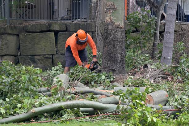 Best Tree and Shrub Care  in Yuc Valley, CA