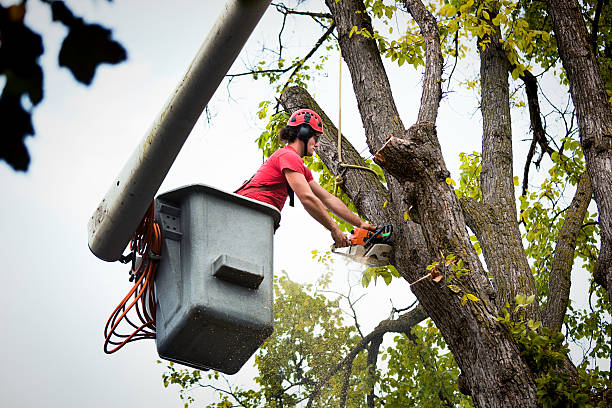 Best Tree Cabling and Bracing  in Yuc Valley, CA