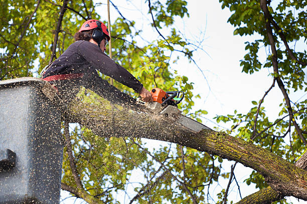 Best Storm Damage Tree Cleanup  in Yuc Valley, CA