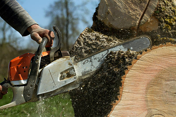 Best Root Management and Removal  in Yuc Valley, CA